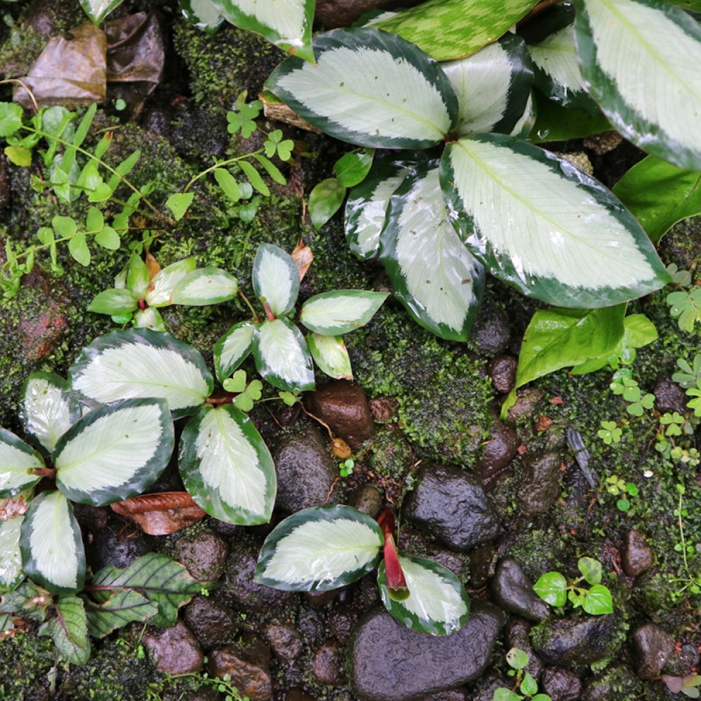 Calathea Royal Standard