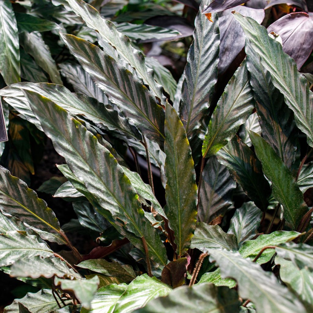 Calathea rufibarba