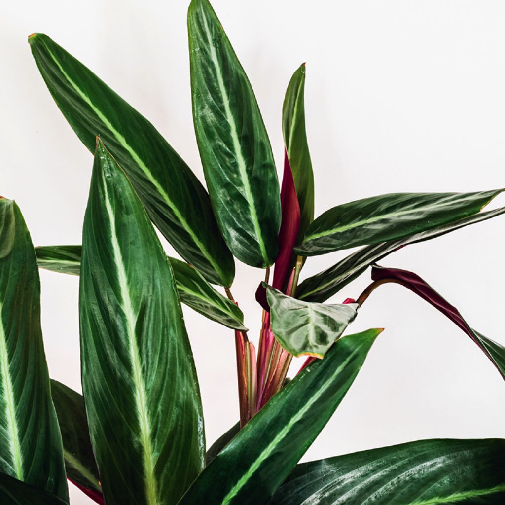 Calathea sanguinea