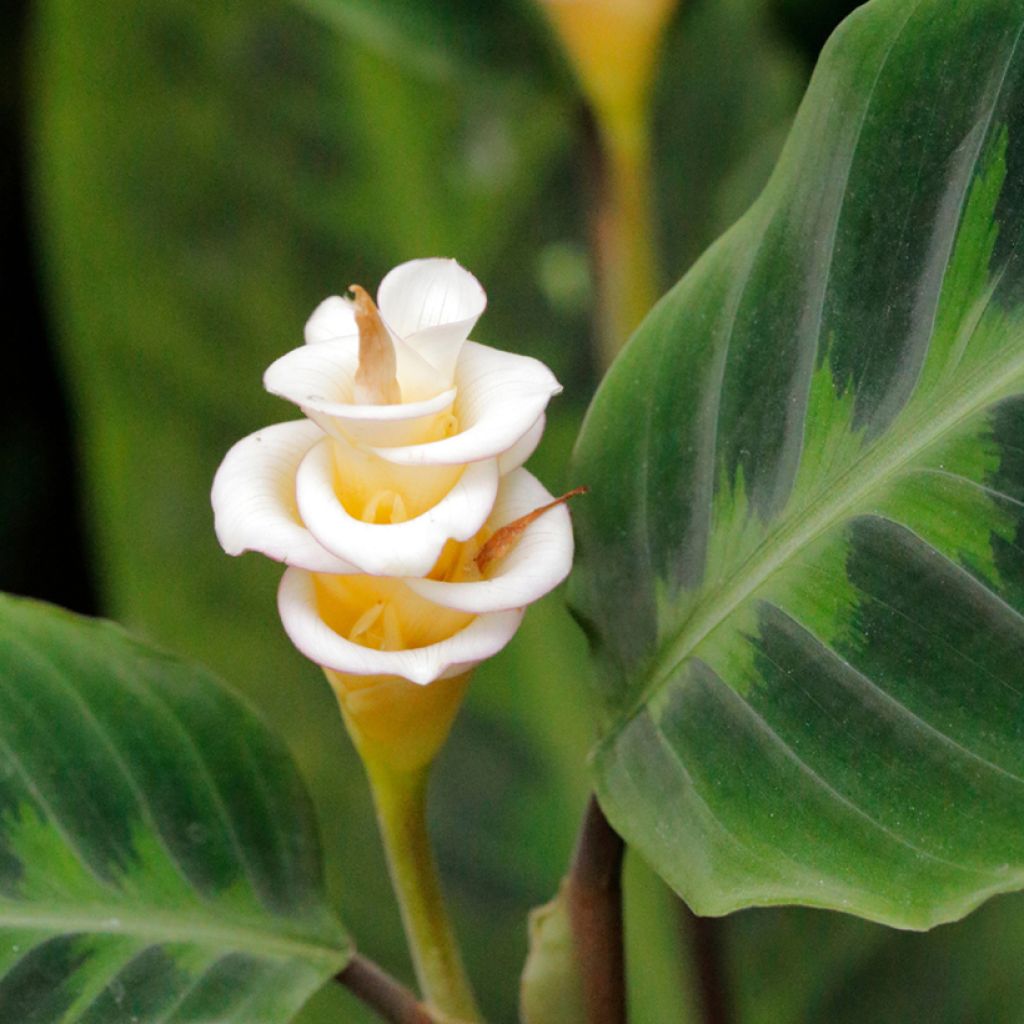 Calathea warscewiczii