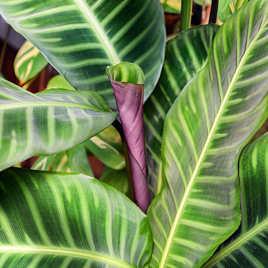 Calathea zebrina