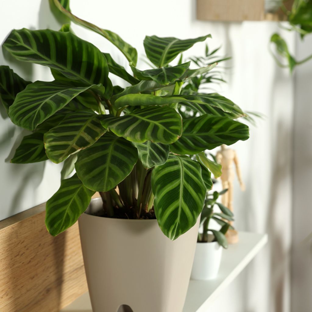 Calathea zebrina