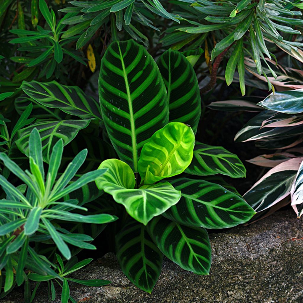 Calathea zebrina