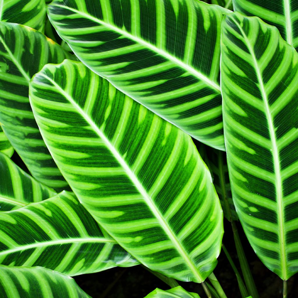 Calathea zebrina