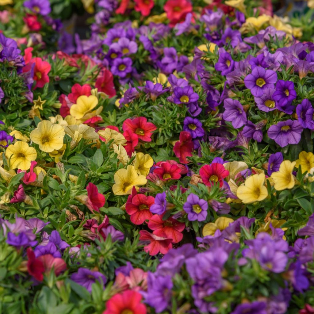 Calibrachoa Mixis Cleantha - Mini-pétunia en trio