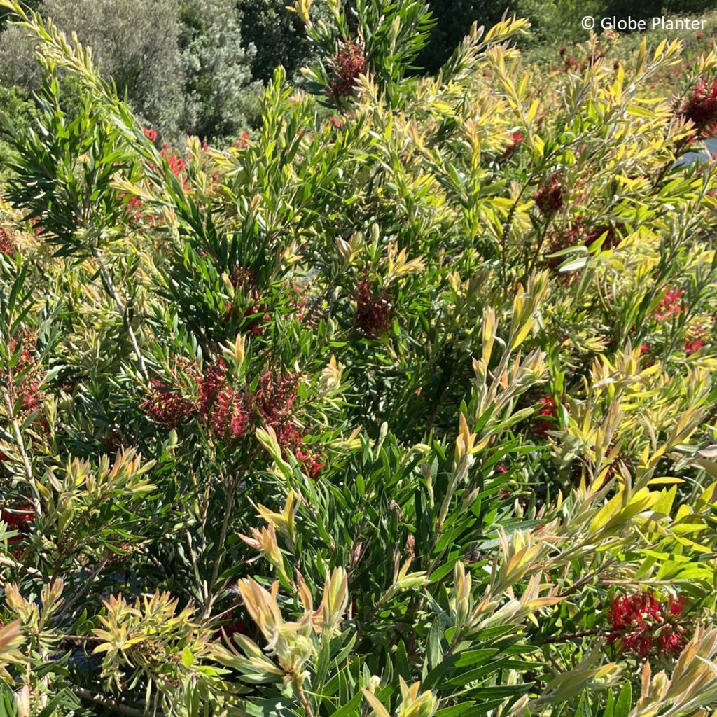Callistemon Outback Fire - Rince bouteille