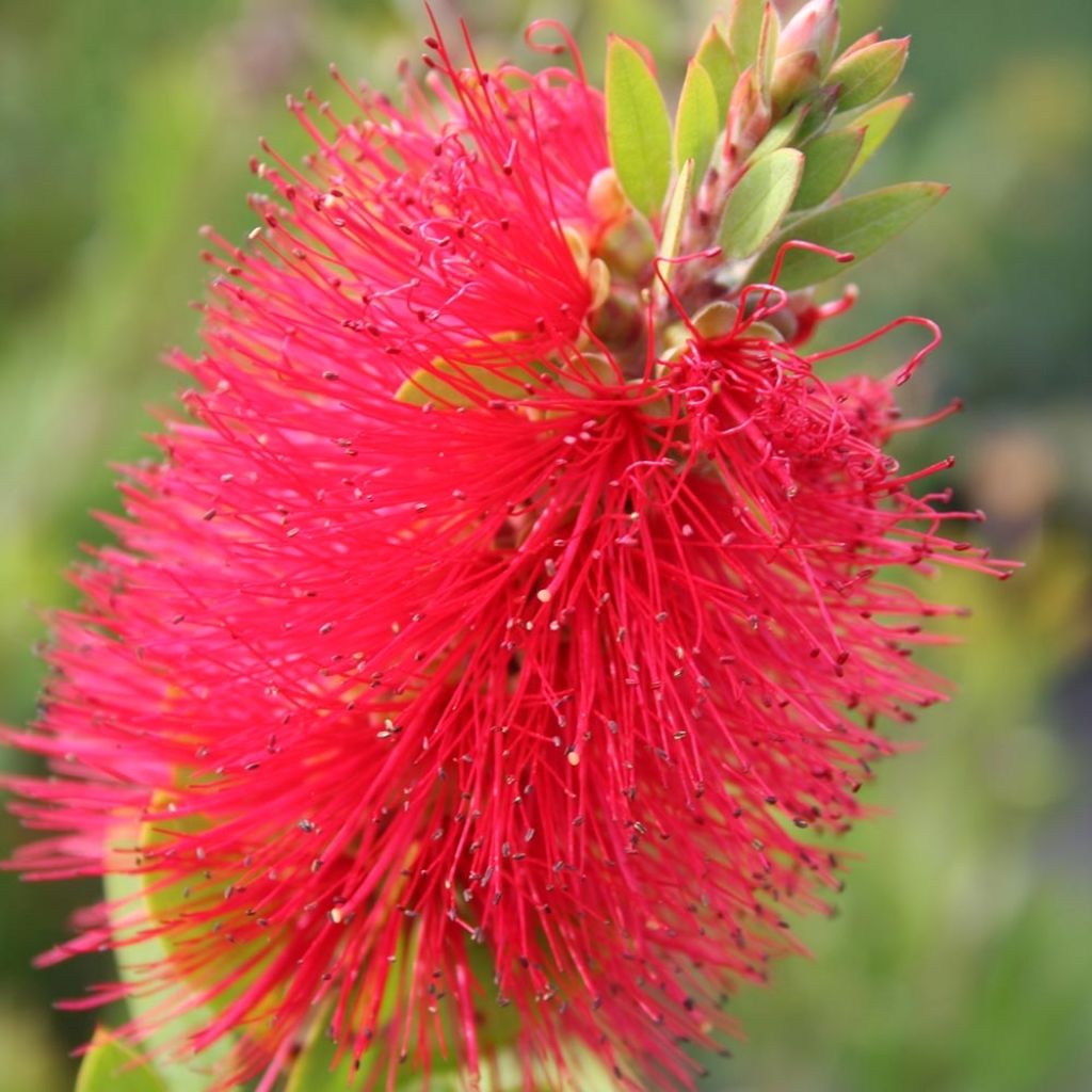 Callistemon masotti Mini Red - Rince bouteille
