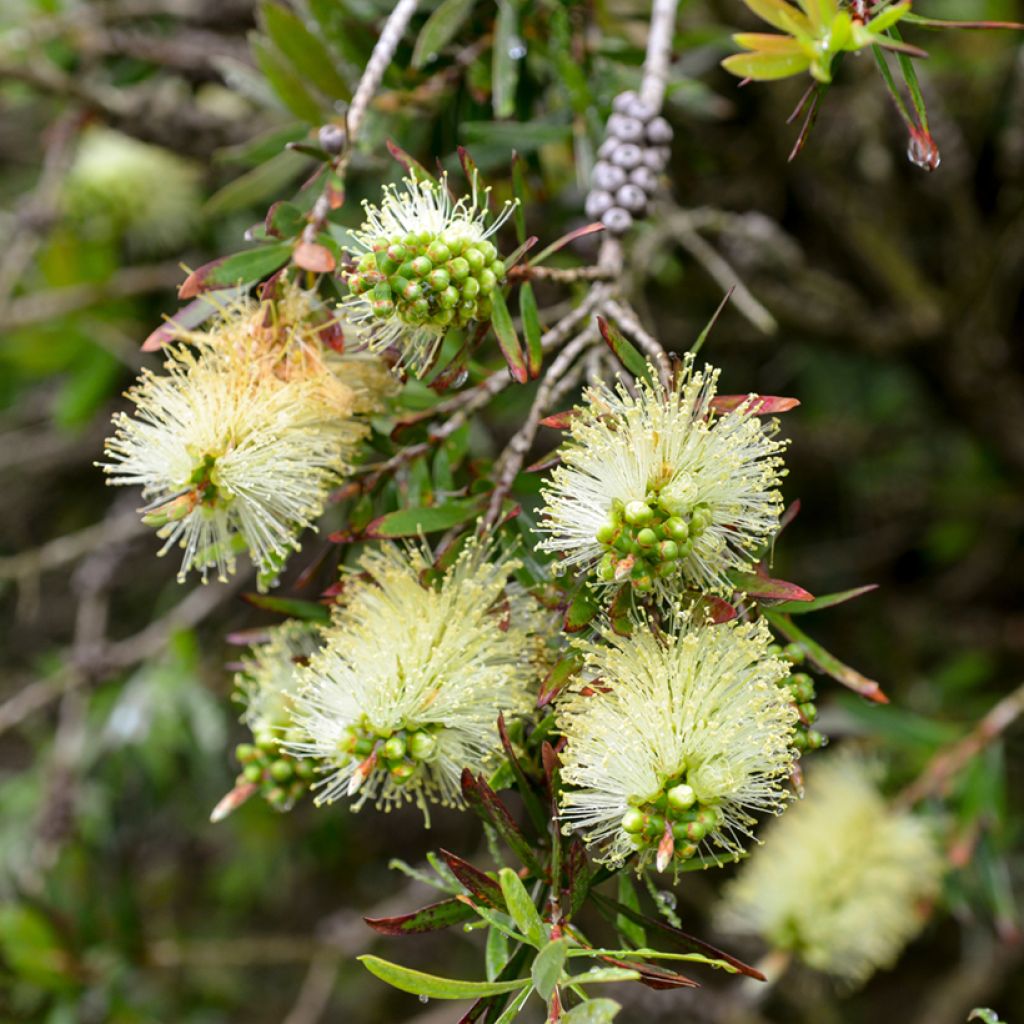 Callistemon pityoides Widdicomb Gem - Rince-bouteille