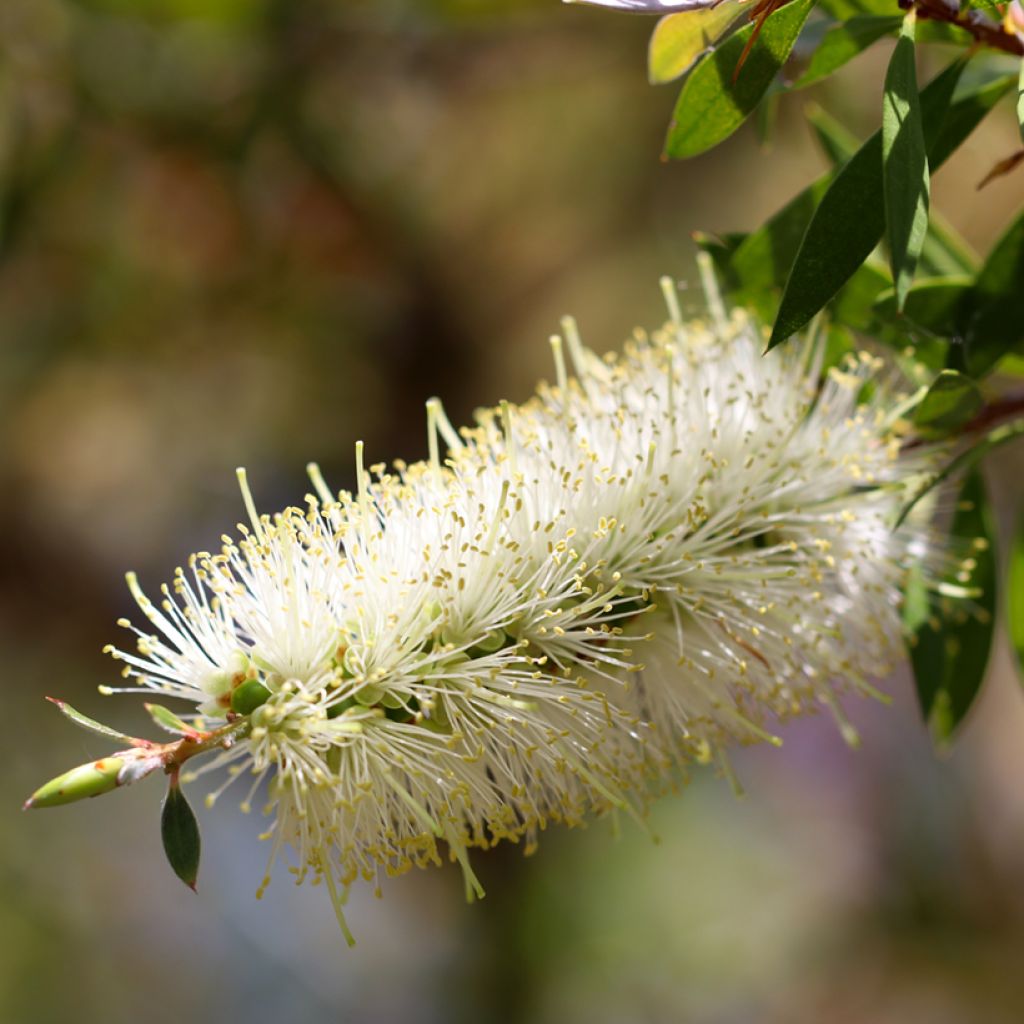 Callistemon salignus - Rince bouteille - Melaleuca salicina
