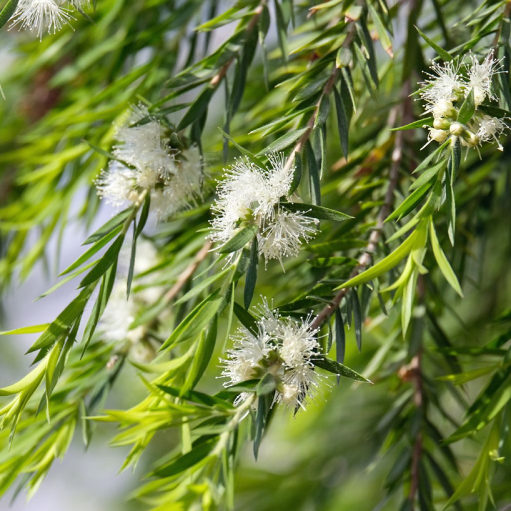 Callistemon salignus - Rince bouteille - Melaleuca salicina