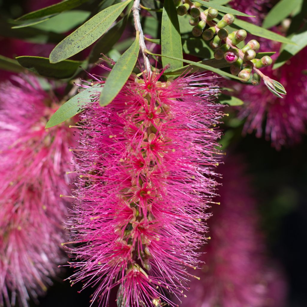 Callistemon viminalis Bright Pink - Rince bouteille pleureur