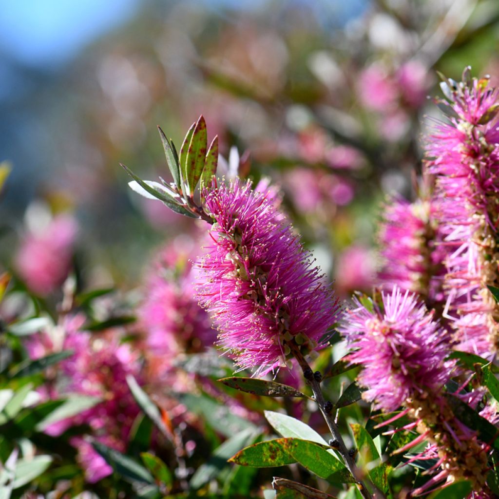 Callistemon viminalis Bright Pink - Rince bouteille pleureur