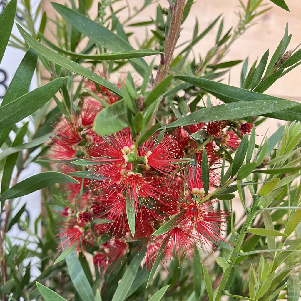 Callistemon viminalis Hannah Ray - Rince-bouteille