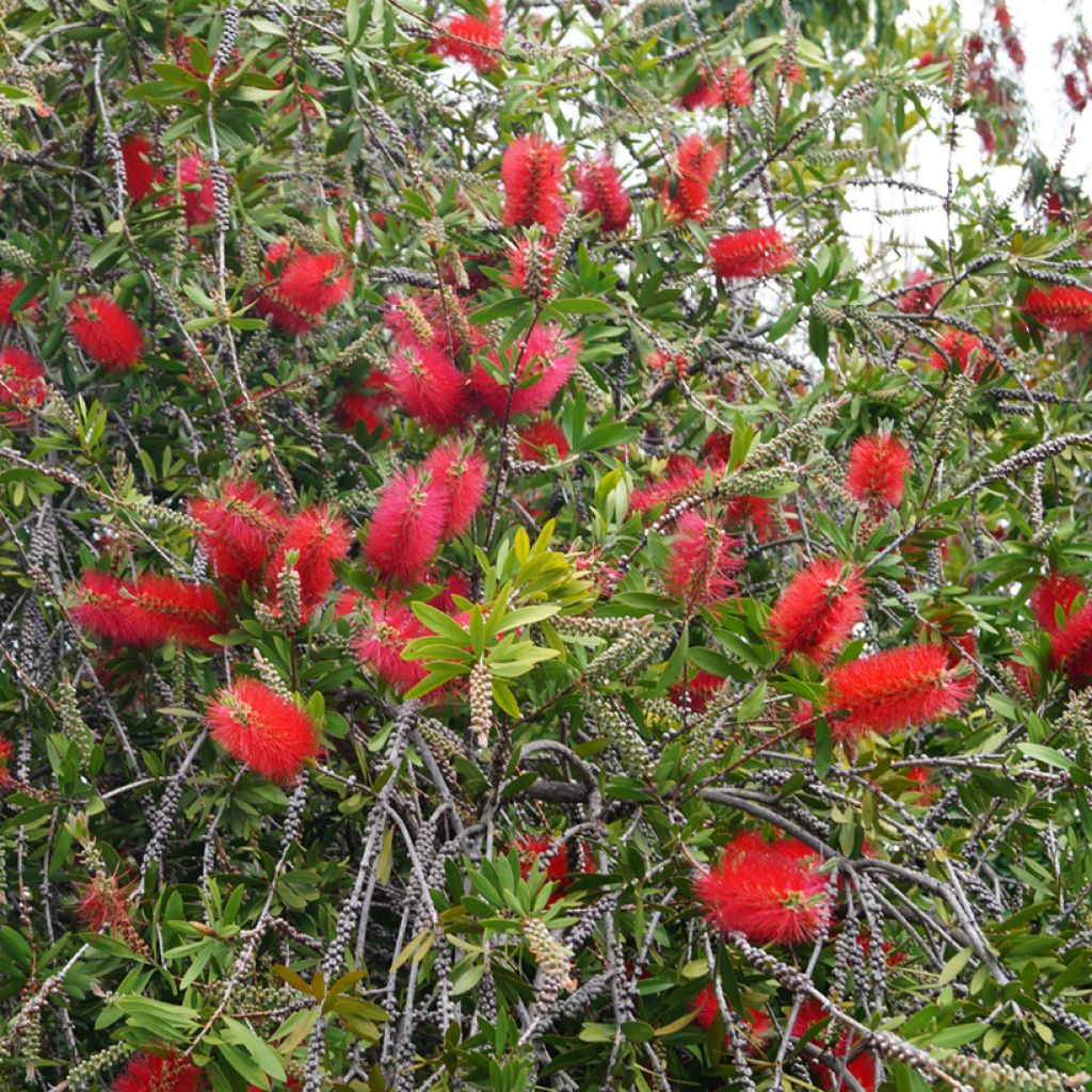 Callistemon (x) laevis