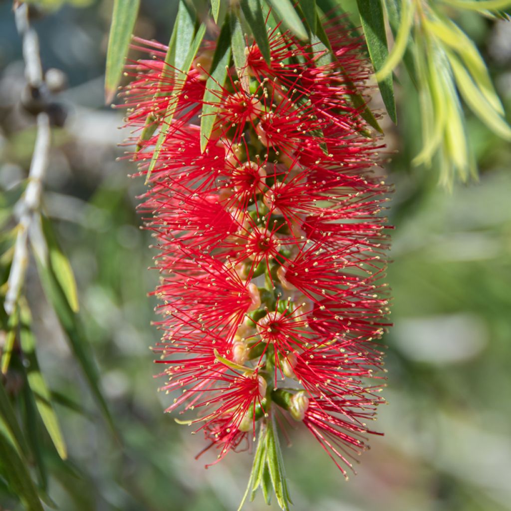 Callistemon (x) laevis