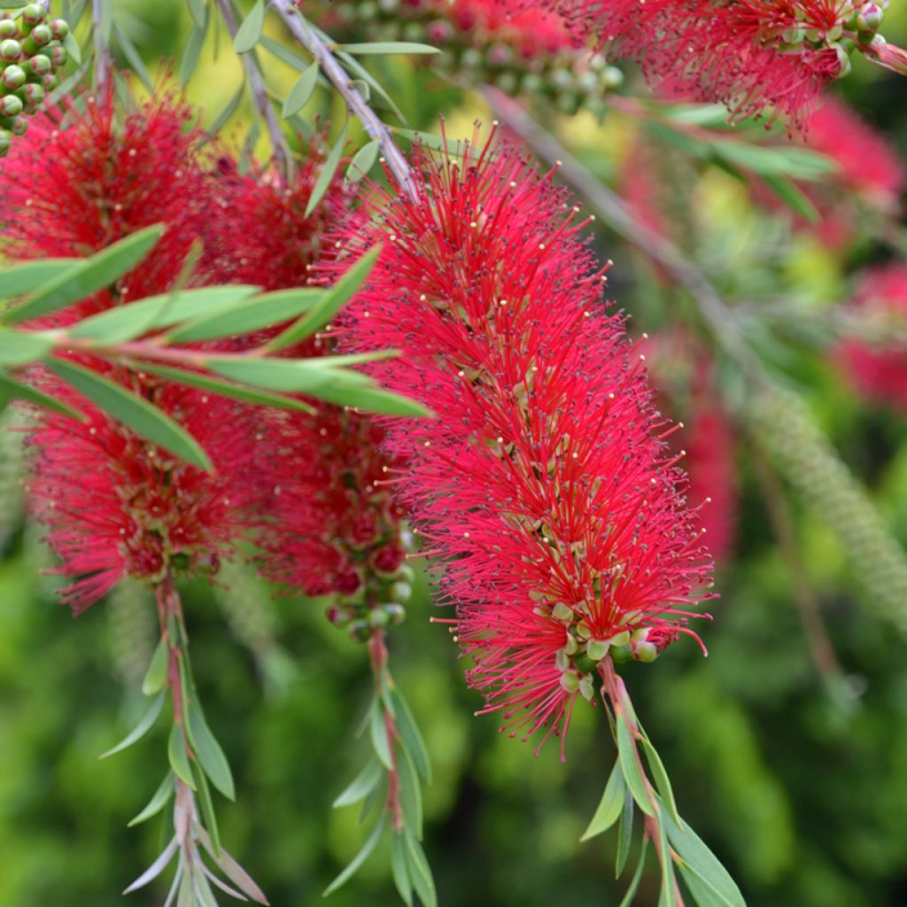 Callistemon (x) laevis