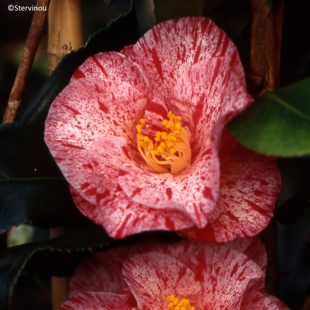 Camélia Betty Foy Sanders - Camellia japonica