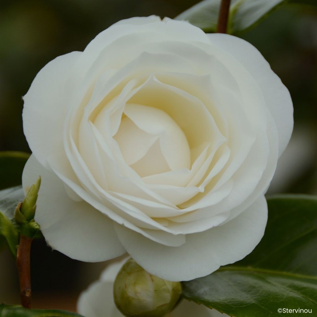 Camélia Janet Waterhouse - Camellia japonica