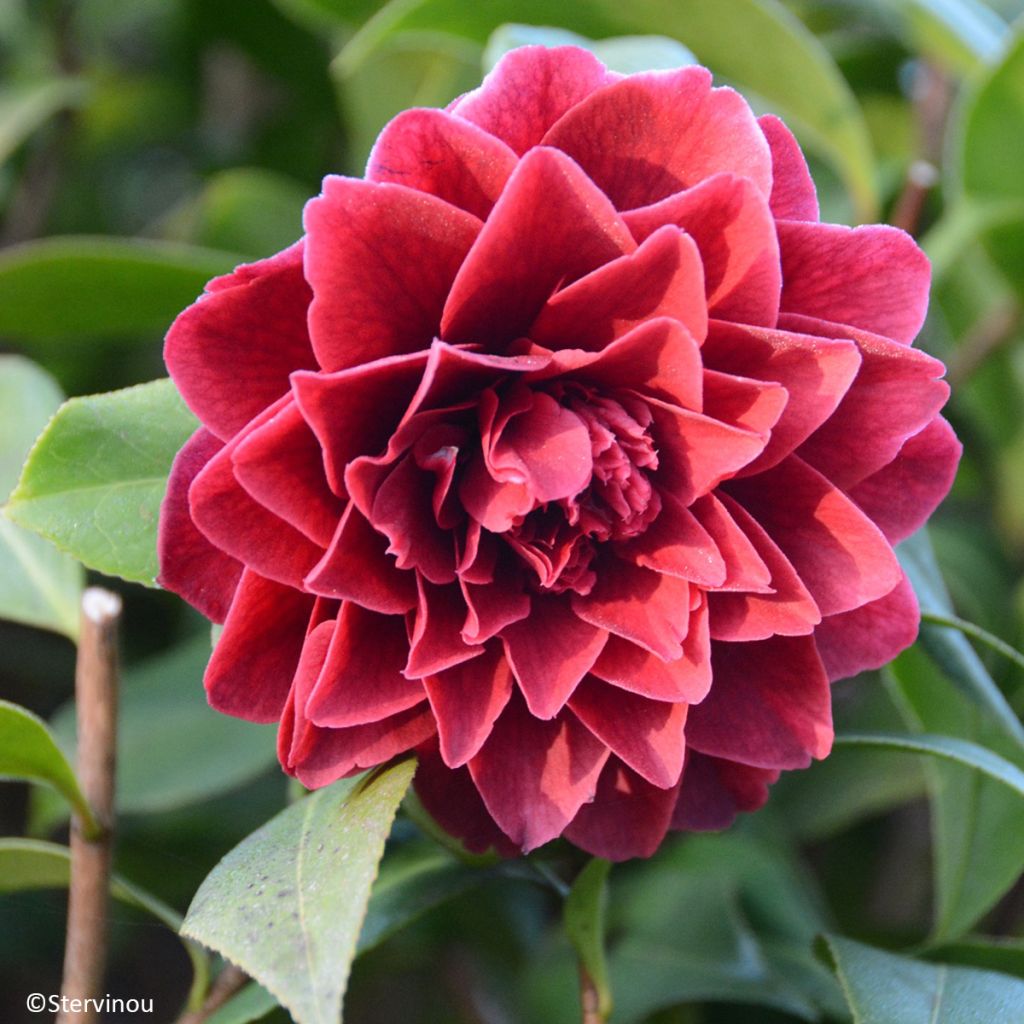 Camélia Manuroa Road - Camellia japonica