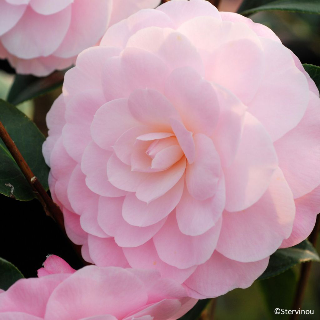 Camélia Mimosa Jury - Camellia x williamsii