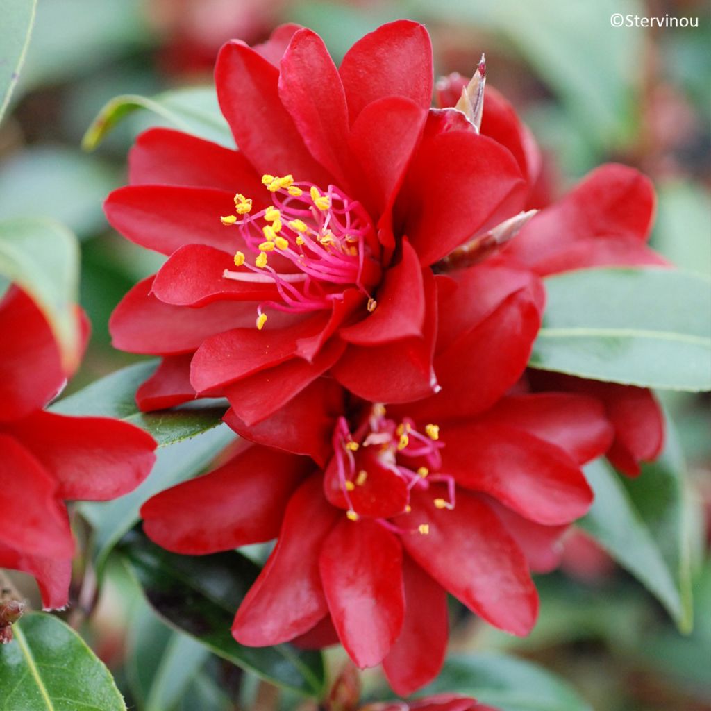 Camélia Night Rider - Camellia x williamsii
