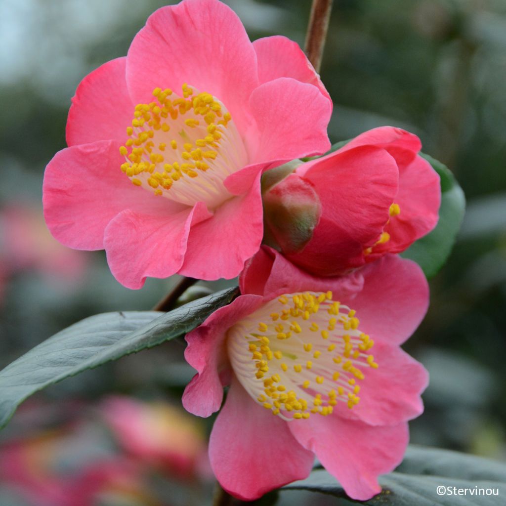 Camélia Ville du Havre - Camellia japonica