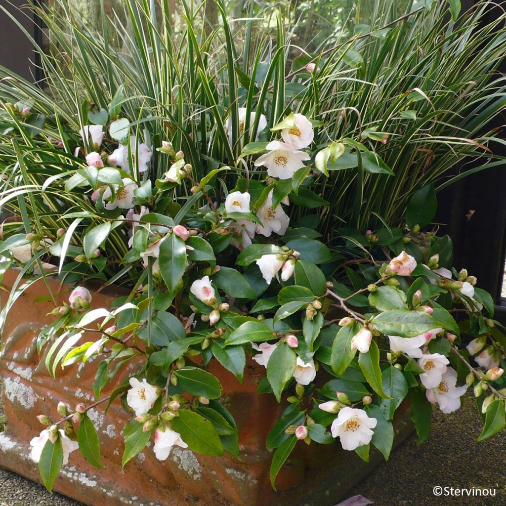 Camélia champêtre - Camellia Quintessence