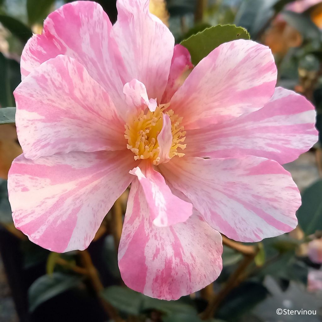 Camélia d’automne Ashtar – Camellia sasanqua 