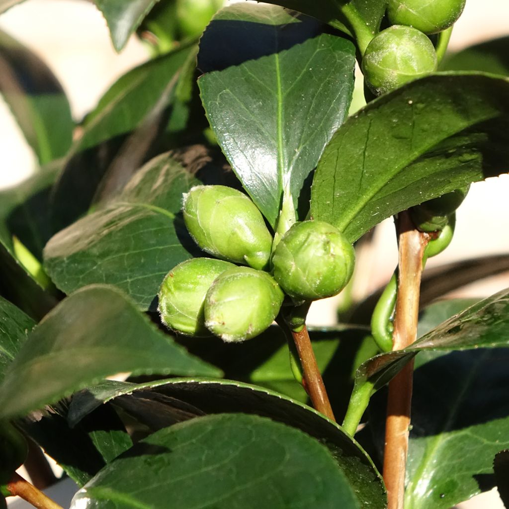 Camélia classique - Camellia Dahlonega