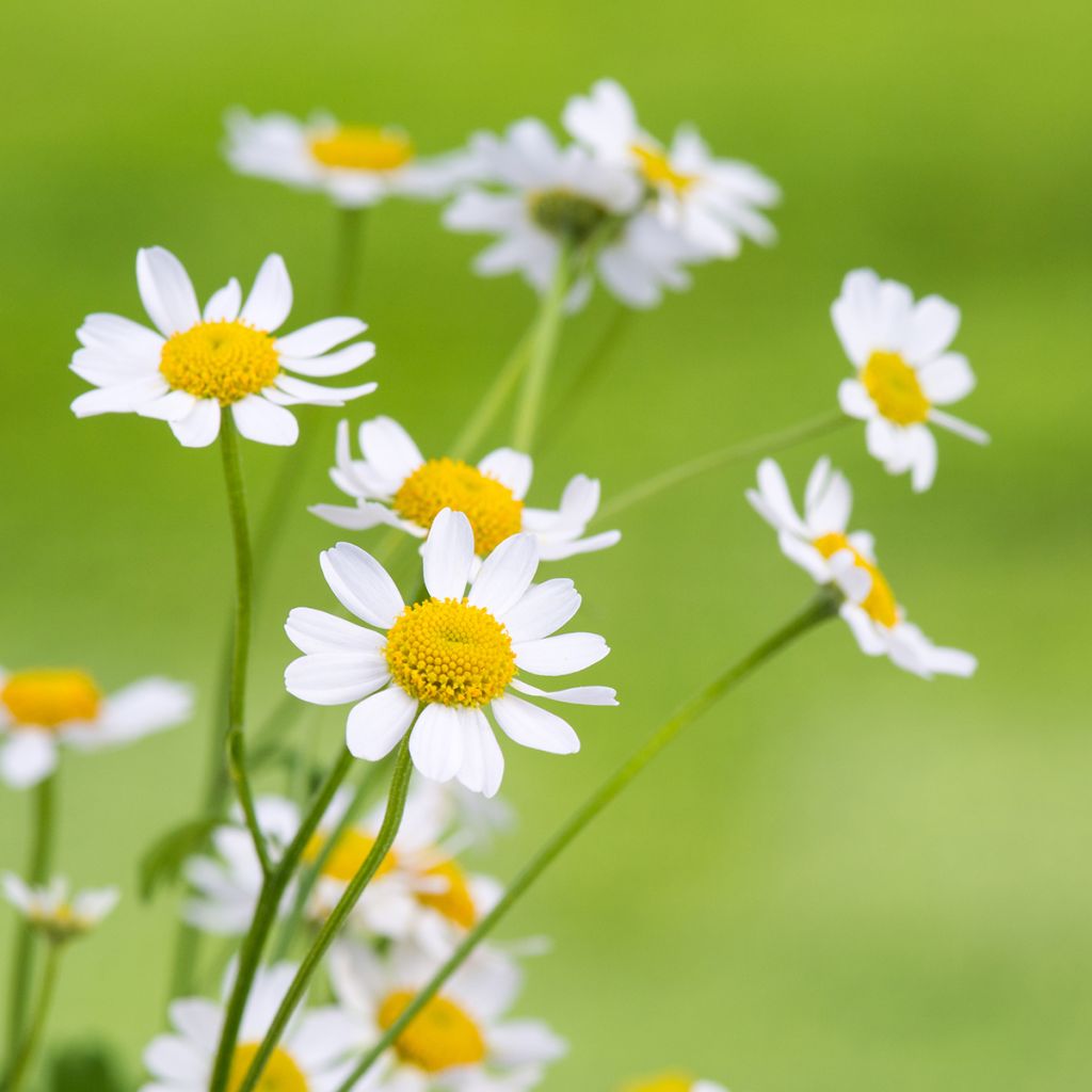 Camomille allemande - Matricaria recutita (chamomilla)