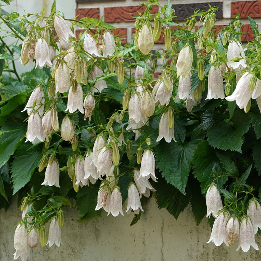 Campanule takesimana - Campanule de Corée