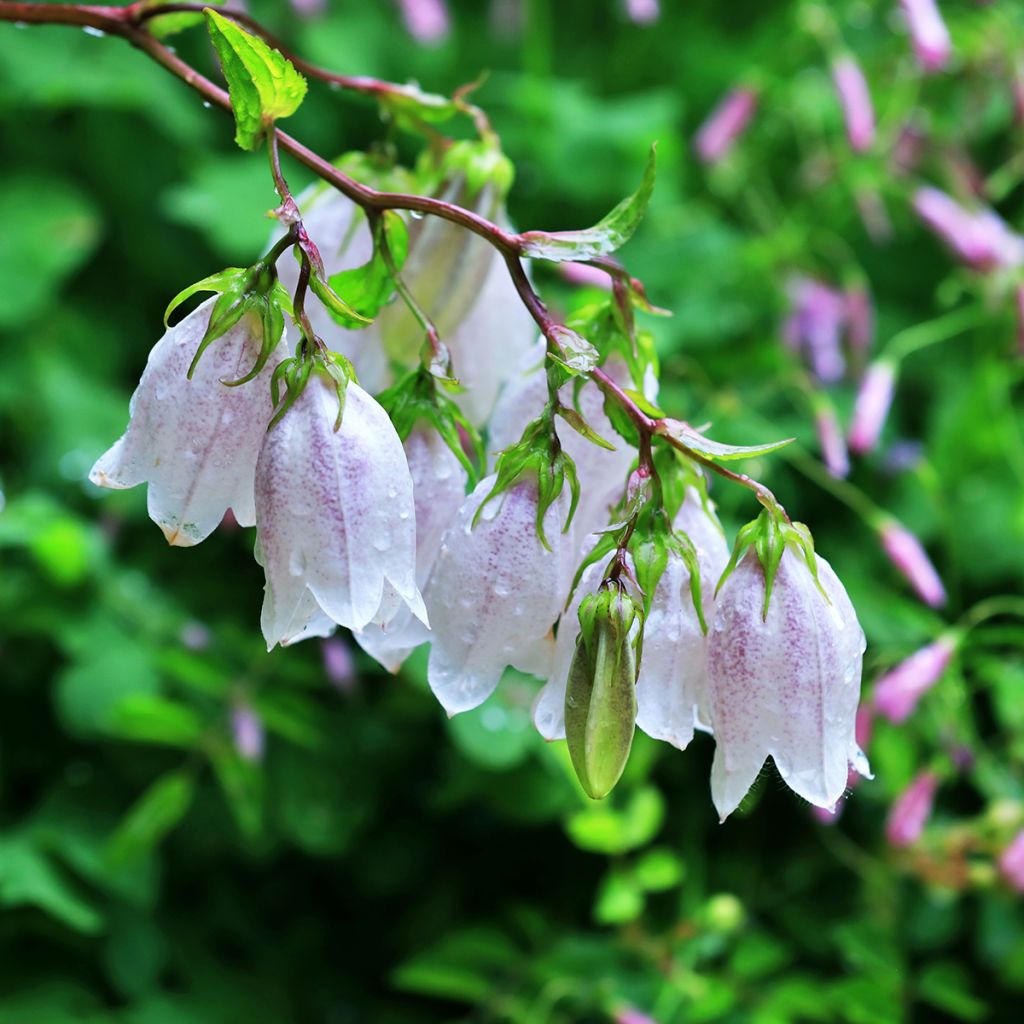 Campanule takesimana - Campanule de Corée