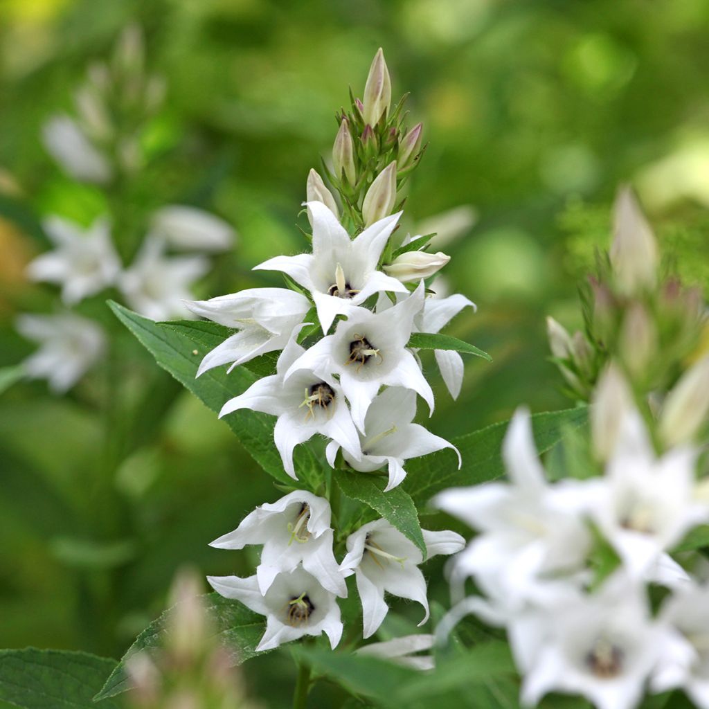 Campanule à bouquets Genti White - Campanula glomerata