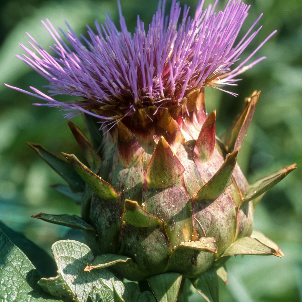 Cardon plein blanc inerme - Cynara cardunculus