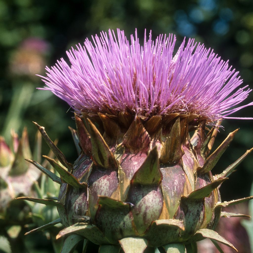 Cardon plein blanc inerme - Cynara cardunculus