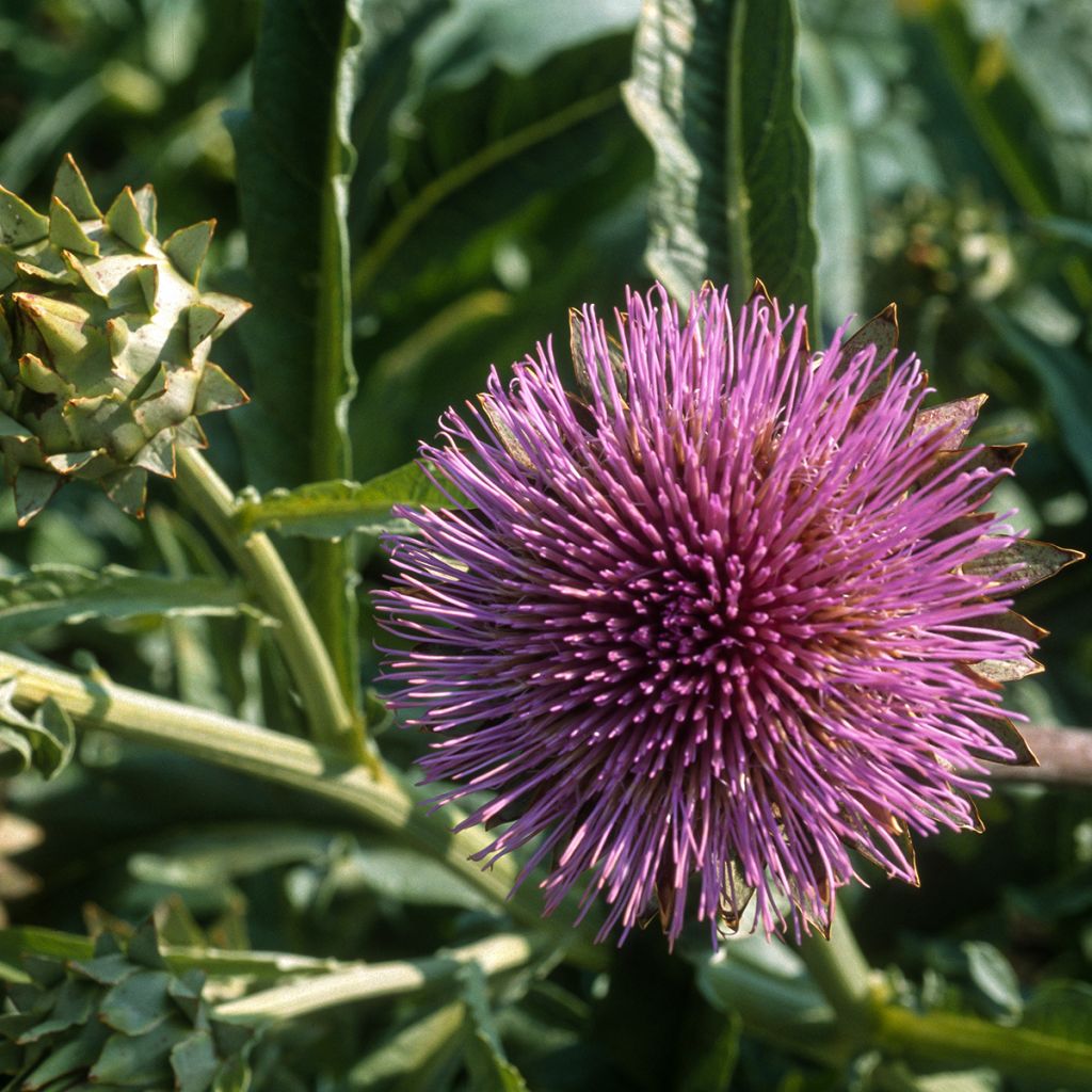 Cardon plein blanc inerme - Cynara cardunculus