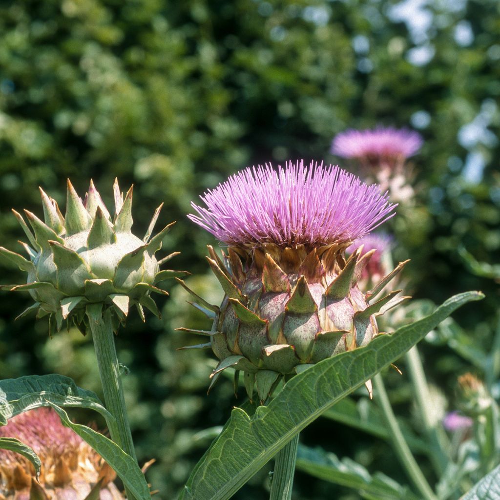 Cardon plein blanc inerme - Cynara cardunculus