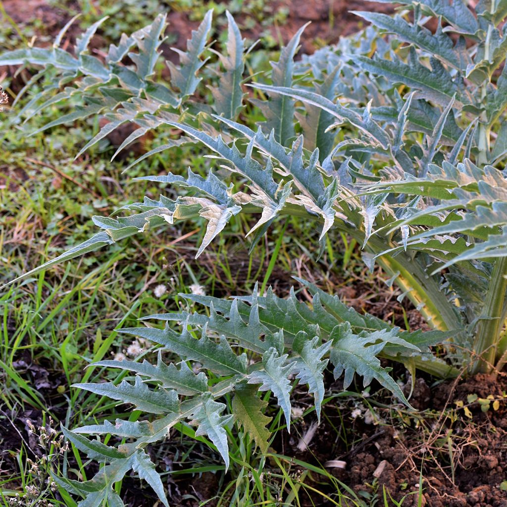 Cardon rouge d'Alger - Cynara cardunculus