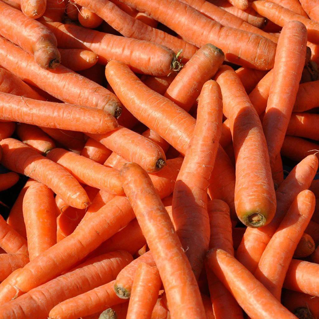 Carotte Berlicum 2