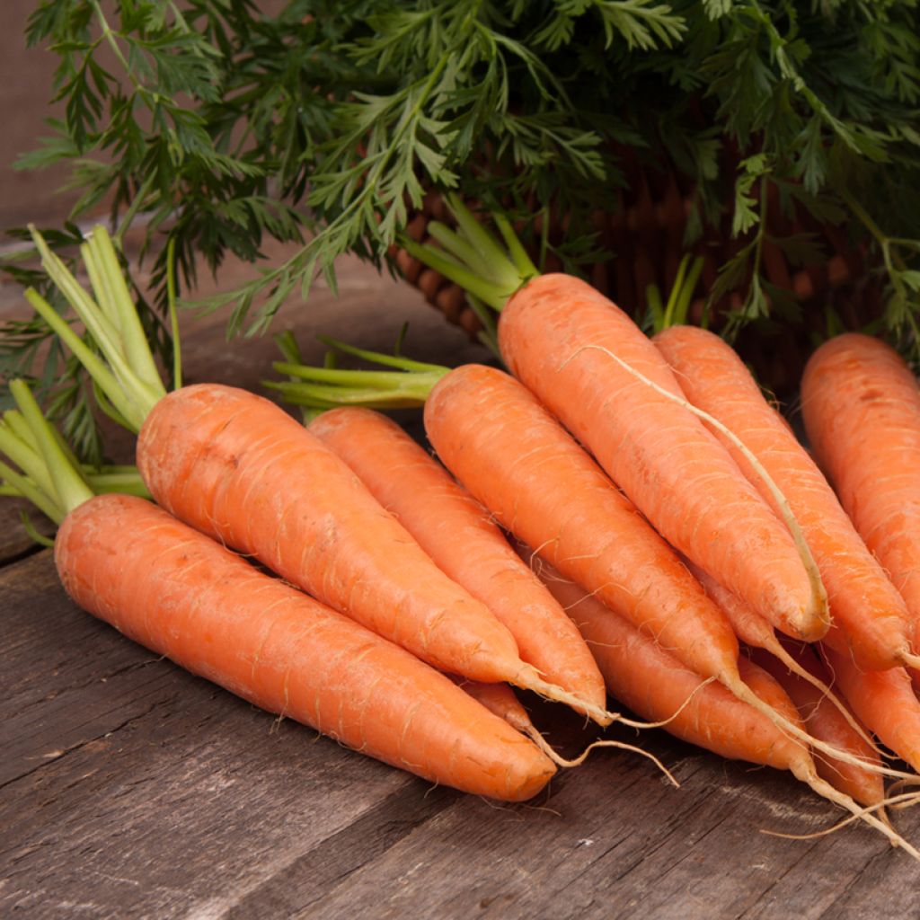 Carotte Juwarot - Daucus carota