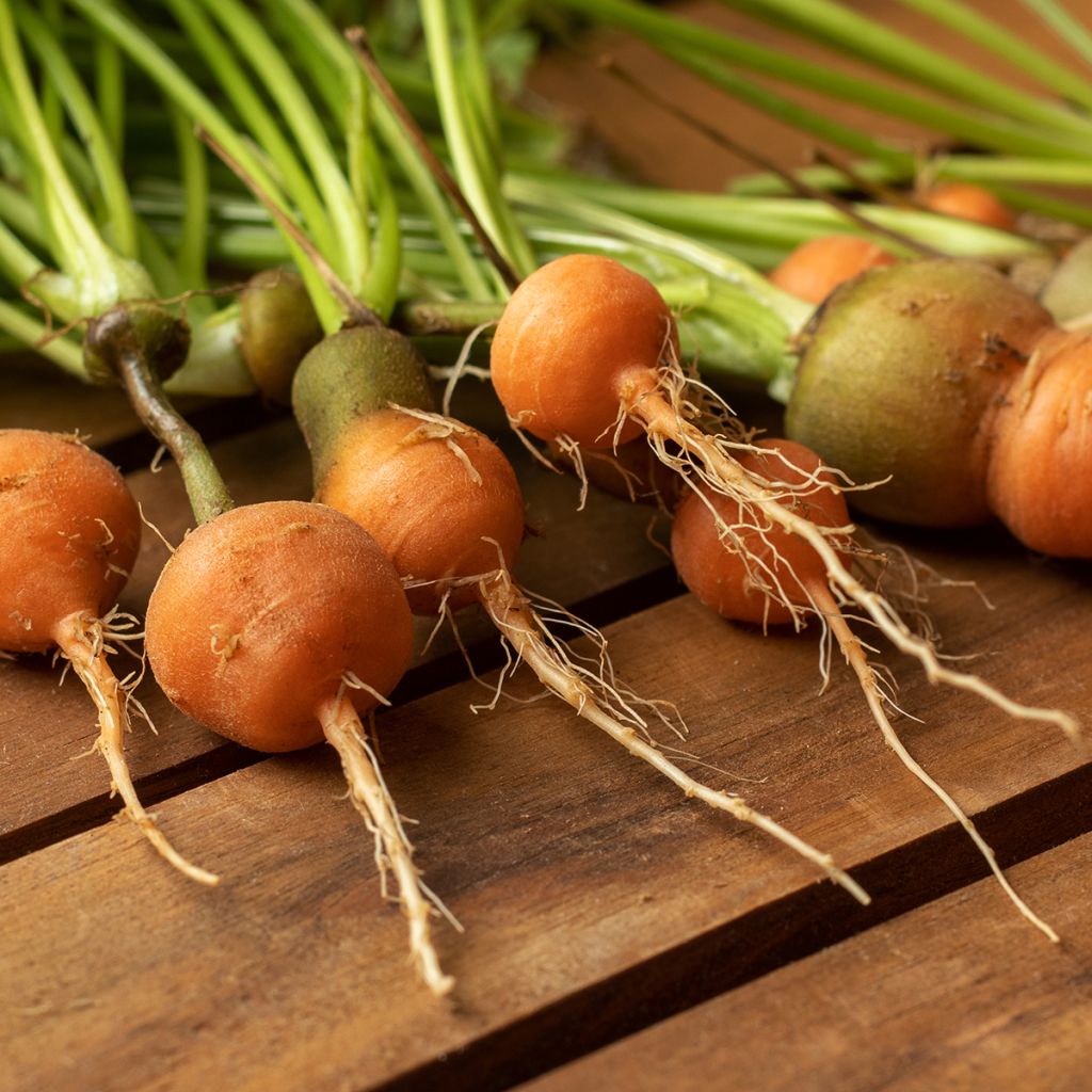 Carotte Marché de Paris - Daucus carota