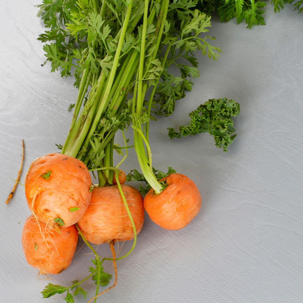 Carotte Paris Market Atlas - Daucus carota 