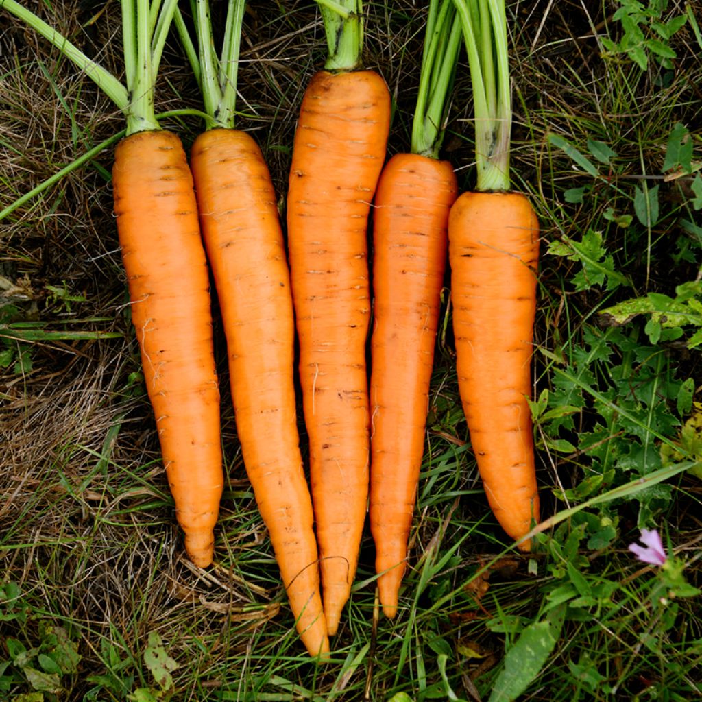 Carotte Presto F1 Graines enrobées - Vilmorin