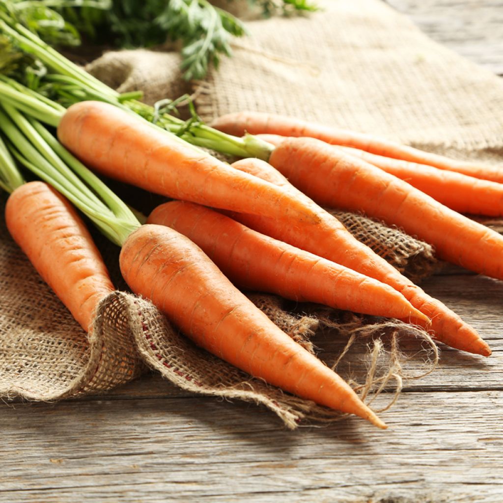 Carotte Suprême (Création Vilmorin) - Vilmorin