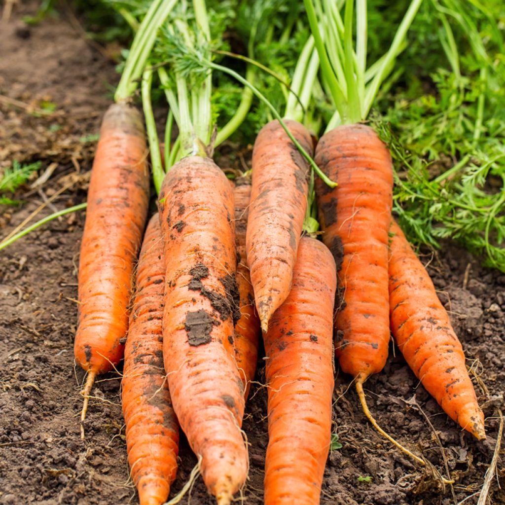 Carotte Sweet Candle F1 - Daucus carota 