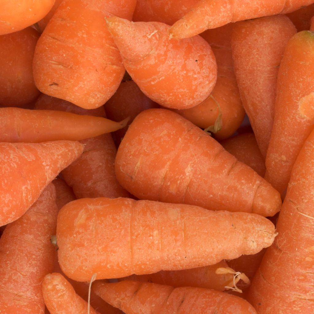 Carotte de Chantenay à coeur rouge Cored BIO