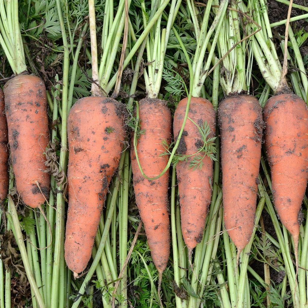Carotte de Colmar à coeur rouge - Daucus carota