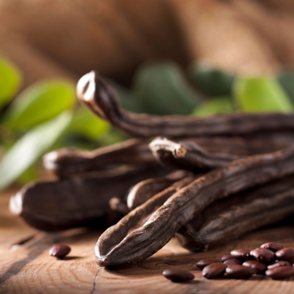 Caroubier - Ceratonia siliqua