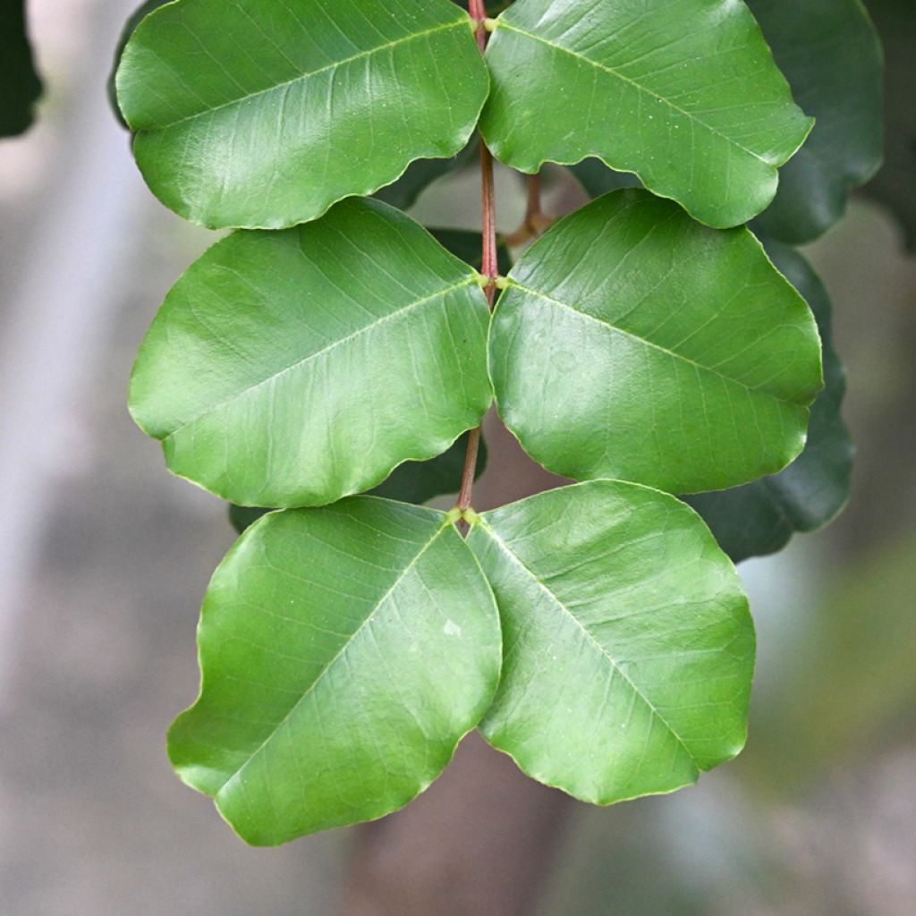 Caroubier - Ceratonia siliqua