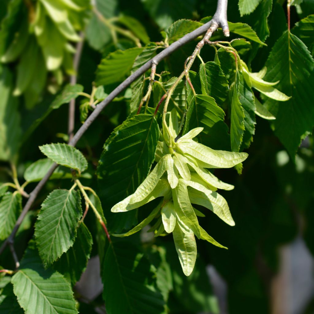 Carpinus betulus Pendula - Charme commun pleureur